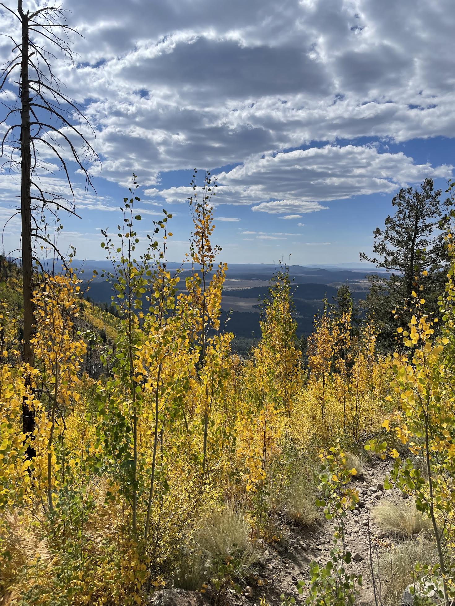 Young aspens turning gold on a hillside above a long view across the forests and cinder cones north of Flagstaff