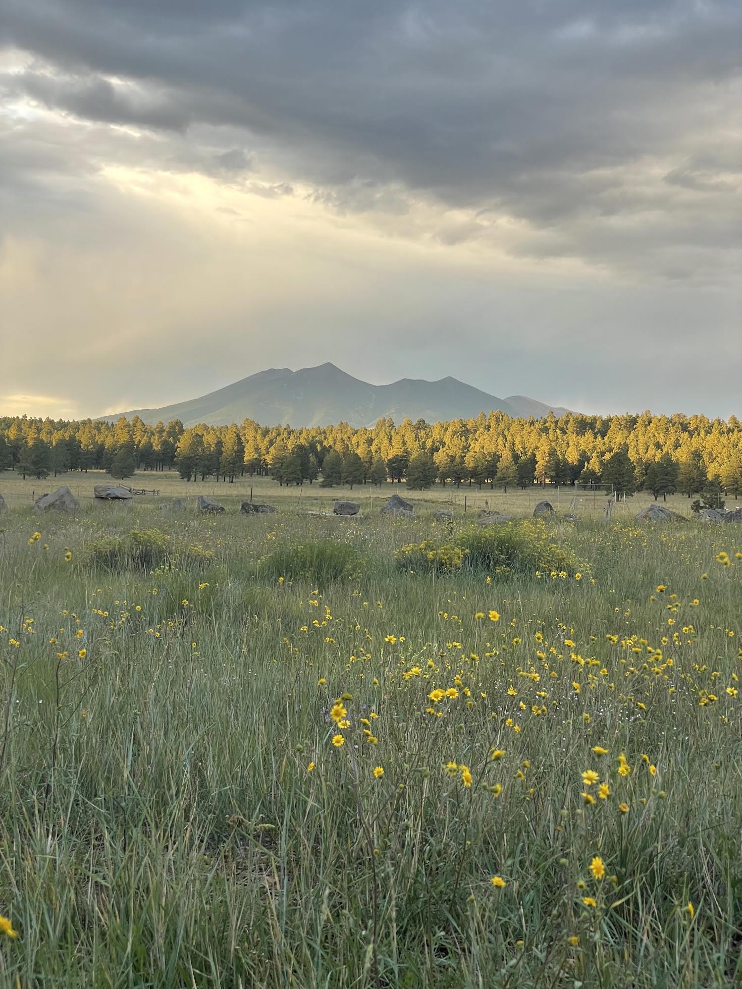 The San Francisco Peaks at golden hour, seen across a Flagstaff meadow of yellow wildflowers with sunlit ponderosa pines below the summit